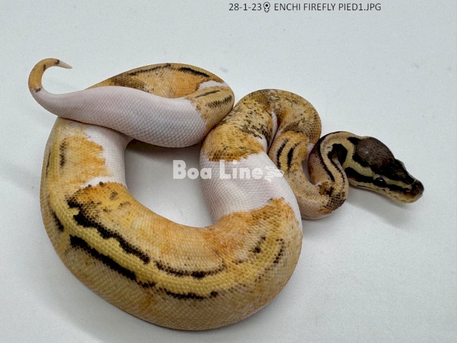 ENCHI FIREFLY PIED